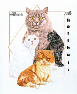 British Shorthair