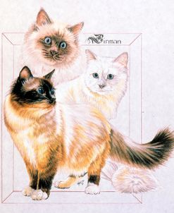 Birman