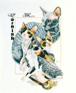 Cornish Rex