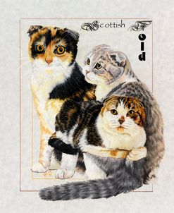 Scottish Fold