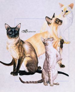 Siamese