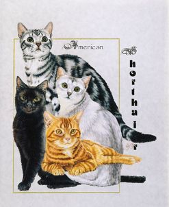 American Shorthair