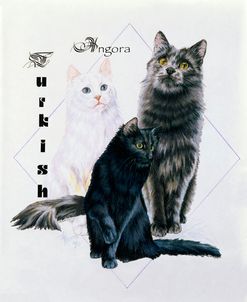 Turkish Angora