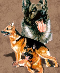 German Shepherd