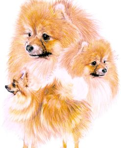 Pomeranian