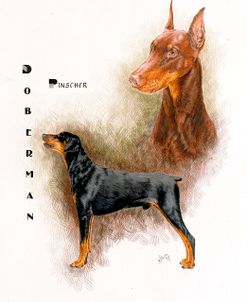 Doberman Pinscher