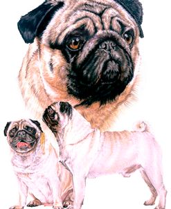 Pug