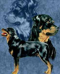 Rottweiller