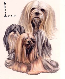 Lhasa Apso