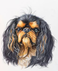 King Charles Spaniel