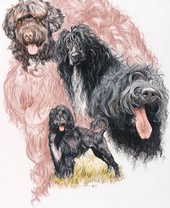 Portuguese Water Dog