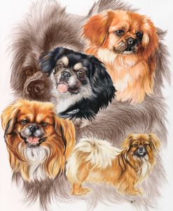 Tibetan Spaniel 2