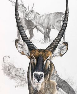 Waterbuck