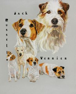 Jack Russell Terrier