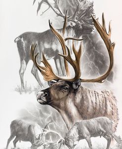 Caribou