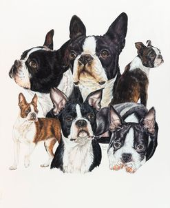 Boston Terrier