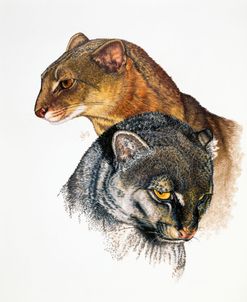 Jaguarundi