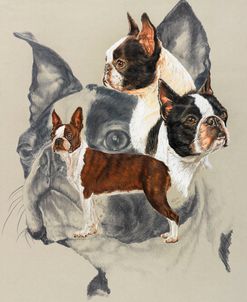 Boston Terrier 2