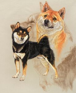 Sheba Inu