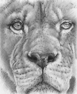 Up Close Lion