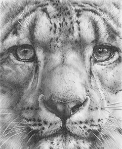 Up Close Snow Leopard