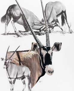 Gemsbok