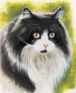 Maine Coon 2