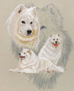 Samoyed