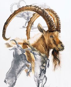 Ibex