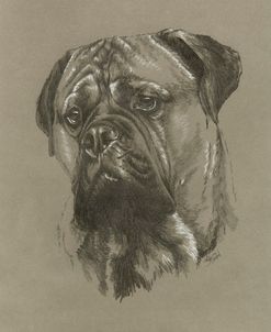 Bull Mastiff