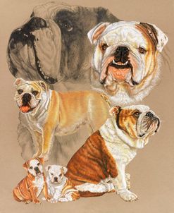 English Bulldog