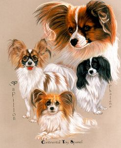 Papillon