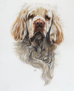 Clumber Spaniel