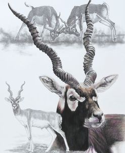 Black Buck