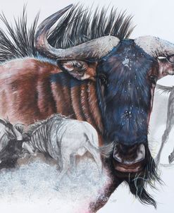 Wildebeest