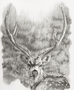 Chital Deer