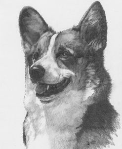 Welsh Corgi