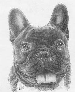 French Bulldog 3