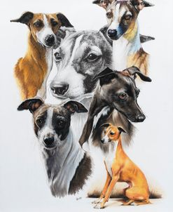 Italian Greyhound Medley