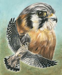 American Kestrel