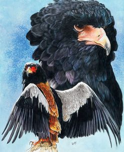 Bateleur Eagle