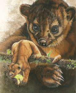 Kinkajou