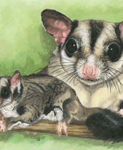 Sugar Glider