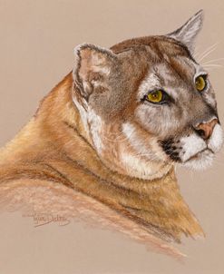 Cougar