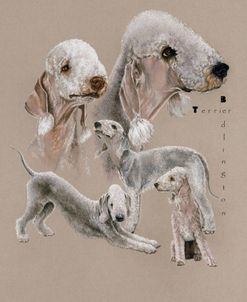 Bedlington Terrier