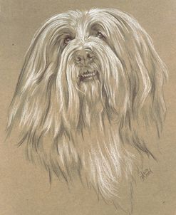 Bearded Collie