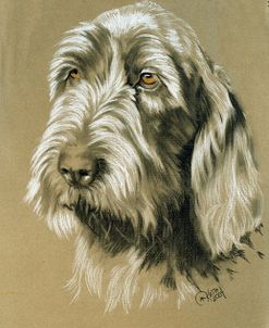 Italian Spinone