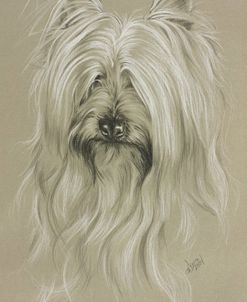 Silky Terrier