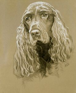 Field Spaniel