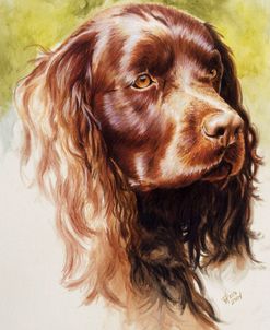 Am Water Spaniel